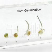 Large picture Qianfan Specimen - Corn Germination