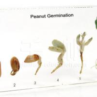 Large picture Qianfan Specimen - Peanut Germination