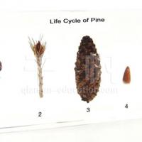 Large picture Qianfan Specimen - Life Cycle of Pine