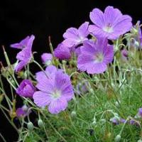 Large picture geranium extract