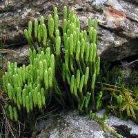 Large picture alpine clubmoss extract