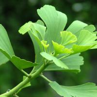 Large picture Ginkgo Biloba Leaf Extract