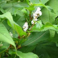 Large picture Giant Knotweed Extract