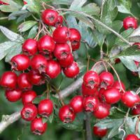 Large picture Hawthorn Berry Extract
