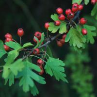 Large picture Hawthorn Leaves Extract