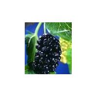 Large picture Mulberry Berry Extract