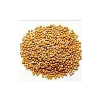 Large picture Mustard Seed Extract
