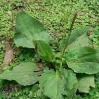 Large picture Plantago Herb Extract