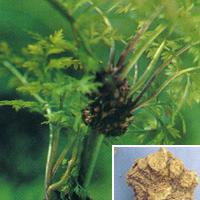 Large picture Lovage Extract