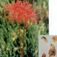 Large picture Lycoris Radiata Herb Extract