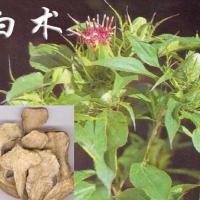 Large picture White Atractylodes extract