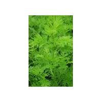Large picture Sweet Wormwood Extract