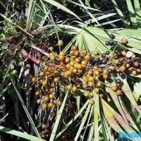 Large picture Saw Palmetto Extract
