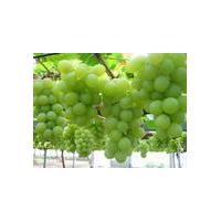 Large picture grape seeds extract
