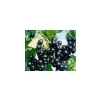 Large picture Blackcurrant seed oil