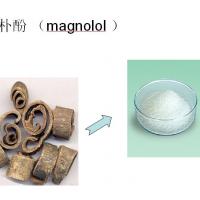 Large picture magnolia bark oil