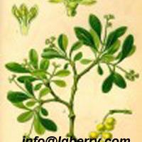 Large picture Ramulus Loranthi ( Mulberry Mistletoe) extract