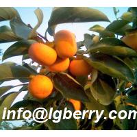 Large picture Persimmon Leaf Extract