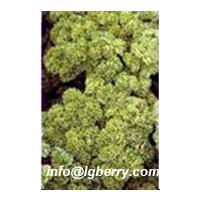 Large picture Parsley Extract