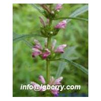 Large picture Motherwort  Extract