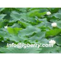 Large picture Lotus Leaf Extract