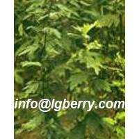 Large picture Wormwood Leaf Extract
