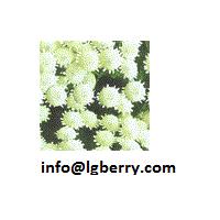 Large picture Feverfew Extract