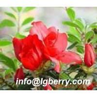 Large picture Dahurian Rhodoendron extract