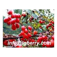 Large picture Fructus Corni extract