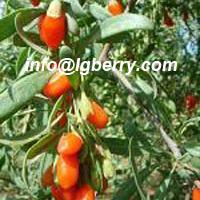Large picture Chinese Wolfberry Extract