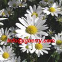 Large picture Chamomile Extract