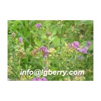 Large picture Alfalfa Extract Lucerne