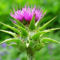 Large picture Milk Thistle Extract