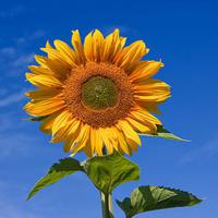 Large picture Oil (refined & crude sunflower oil)