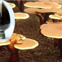 Large picture High purity glossy ganoderma polysaccharides