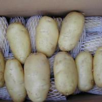 Large picture potato