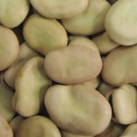 Large picture Broad Bean