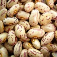 Large picture kidney beans Round Shape Sichuan Origin