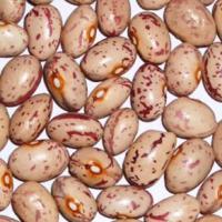 Large picture kidney beans  Round Shape Inner Mongolia Origin