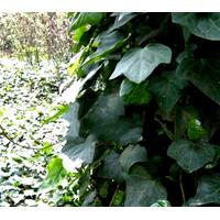Large picture Ivy extract Hederagenin Hederacosides
