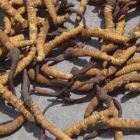 Large picture cordyceps sinensis extract Cordycep acid