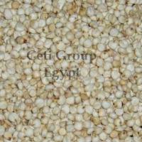 Large picture sorghum