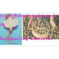 Large picture Maca Extract