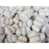 Large picture Normal White Garlic