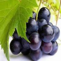 Large picture Grape Seed Extract Powder Cas no:84929-27-1