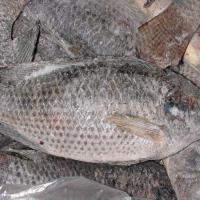 Large picture tilapia WR
