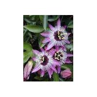 Large picture Passion Flower Extract 2% 3% 4% Flavone