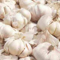 Large picture Garlic Extract