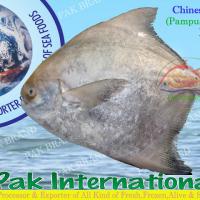 Large picture CHINESE POMFRET (Pampus chinensis)
