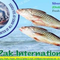 Large picture SILVER CROAKER (Otolithes Spp)